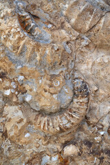 Teile von versteinerten Ammoniten in Nahaufnahme - Archäologie Fossile
