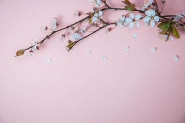 White blossom tree branch with petals on pink background, spring concept with copy space, flat lay, top view