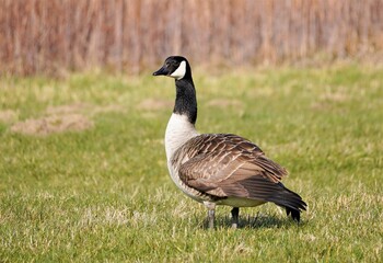Kanadagans auf grüner Wiese in freier Natur. Vogelschutzgebiet an der Lippeaue in der Nähe von...
