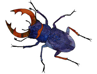 Stag beetle. Stag beetle with red, large antlers. Big, blue, purple bug with a bright, decorated body. A beautiful insect with wings. A forest, flying, rare insect.