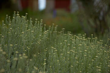 Flores silvestres