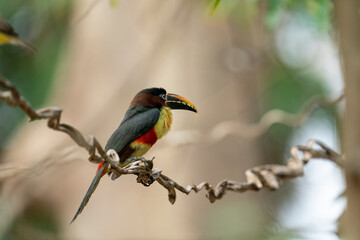 The Collared aracari toucan (Pteroglossus torquatus)