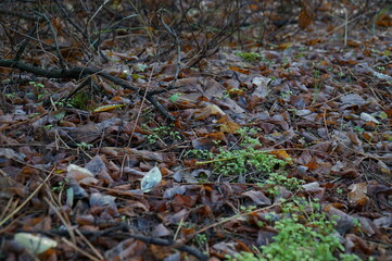 Background of fallen leaves on the ground in autumn