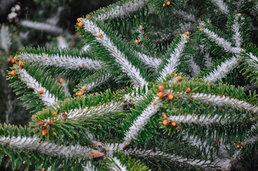 Green christmas tree leaves covered with snow