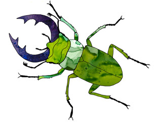 Stag beetle. Stag beetle with blue, large antlers. Big, green bug with a bright, decorated, multicolored  body. A beautiful insect with wings. A forest, flying, rare insect.