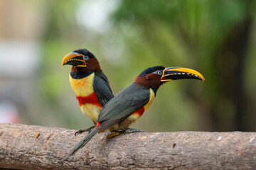 The Collared aracari toucan (Pteroglossus torquatus)