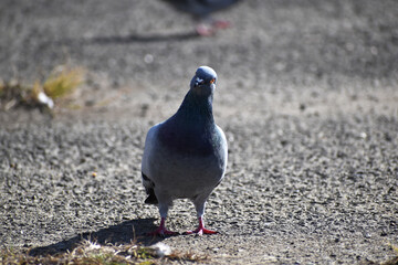 首を傾げるハト