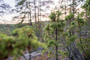 Evergreen juniper in the forest on a summer evening.