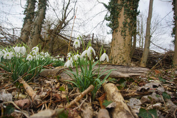 Snowdrops growing in Wandlebury Country Park, near Cambridge, Spring 2021, February