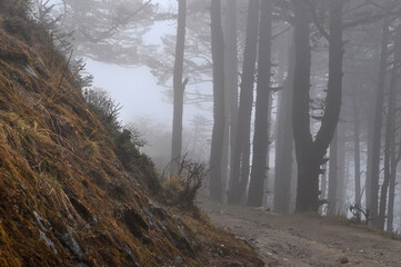 Pine trees forest covered with silvery fog