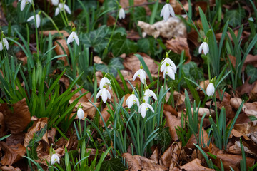 Snowdrops growing in Wandlebury Country Park, near Cambridge, Spring 2021, February