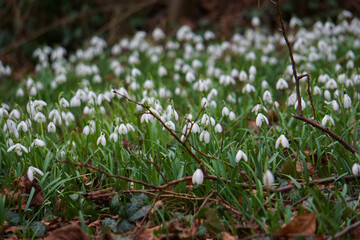 Snowdrops growing in Wandlebury Country Park, near Cambridge, Spring 2021, February