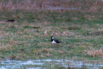 Kiebitz  auf einer Wiese im Frühjahr