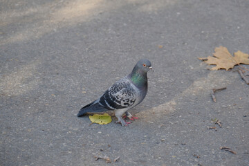 city dove. gray pigeon in the park