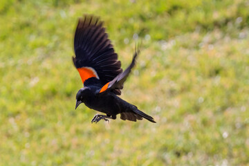 Red-Winged Blackbird in Flight Against a Grass Background