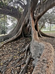 Amazing Moreton Bay Fig in Botanical garden Sydney