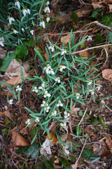 Snowdrops growing in Wandlebury Country Park, near Cambridge, Spring 2021, February
