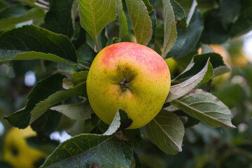 Pippin ripe apple reddish  hanging on the tree