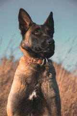 German shepherd malinois dog portrait.