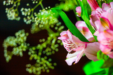 Beautiful garden flowers Lilac alstroemeria,