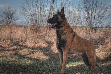 German shepherd dog listening.