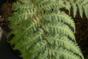 Exotic flora. Overhead closeup view of Cyathea cooperi fern, also known as Australian Tree Fern,...