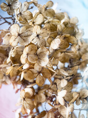 Withered hydrangea flowers closeup over blue blurred background.