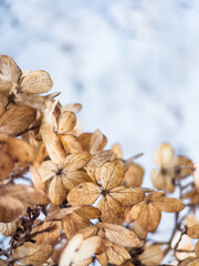 Withered hydrangea flowers closeup over blue blurred background.