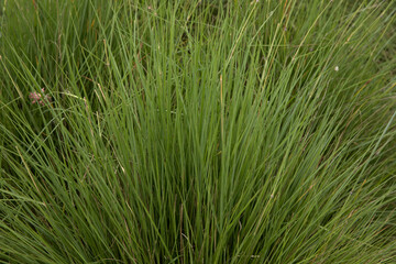 Ornamental grass. Closeup view of Melinis nerviglumis, also known as Ruby Grass, green leaves foliage. 