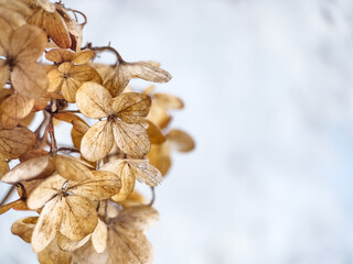 Withered hydrangea flowers closeup over blue blurred background.
