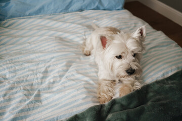 West highland white terrier lying on bed at home