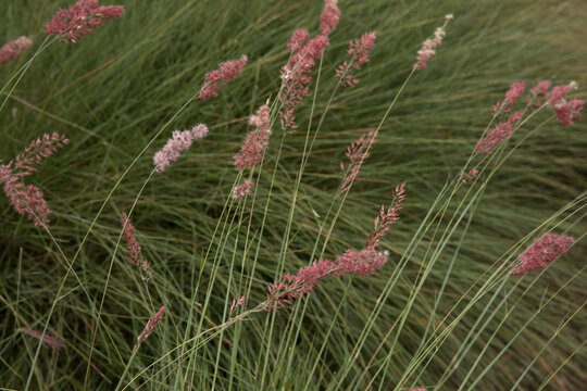 Landscaping and ornamental grasses. Closeup view of Melinis nerviglumis, also called Ruby Grass, green foliage and red, pink flowers spring blooming in the garden.
