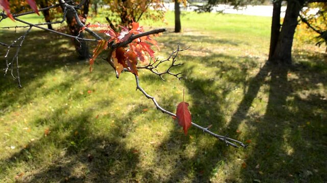 The red leaf of the Tatar maple in autumn dangles in the wind on an invisible web.