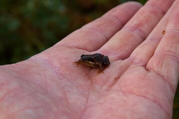 A small frog in male hand