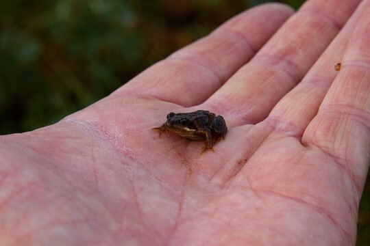 A small frog in male hand