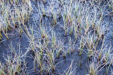 hoar frosted pond with black ice and gras