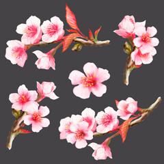 Fototapeta na wymiar Watercolor set with sakura branches and blooming sakura flowers on dark background 