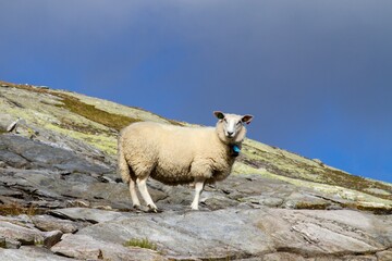 Fototapeta premium One sheep stearing at photographer in hig moutain terrain