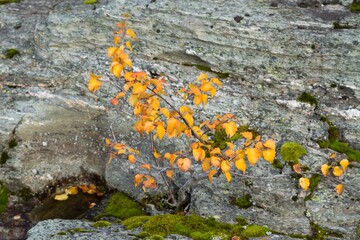 Yellow small birch against a stone wall