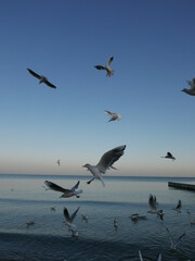 seagulls on the beach