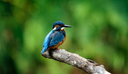 Male kingfisher perched on the riverbank
