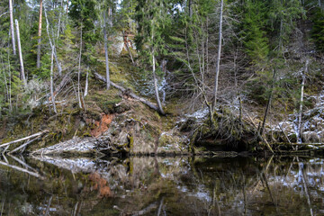 sandstone cliffs on the bank of a forest river with a perfect reflection in the water and green conifers on the bank.