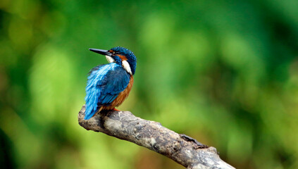 Male kingfisher perched on the riverbank