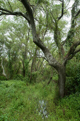 The wetlands. Tree growing in the forest. Beautiful green foliage texture.	