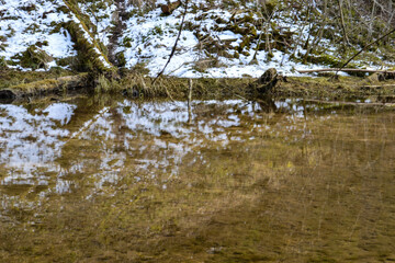 Perfect rest of the forest river water on a sunny spring day. Forest trees and grass can be seen in the reflection.