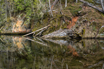 sandstone cliffs on the bank of a forest river with a perfect reflection in the water and green conifers on the bank.