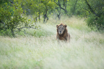 A Male Lion seen on a patrol on a safari in South Africa