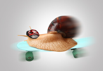 Giant Achatina snail riding on skateboard against grey background