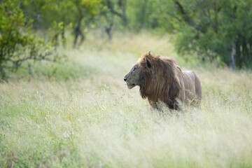 A Male Lion seen on a patrol on a safari in South Africa