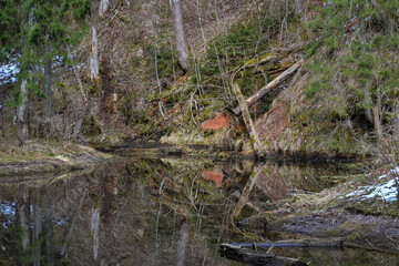 sandstone cliffs on the bank of a forest river with a perfect reflection in the water and green conifers on the bank.